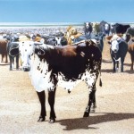 Don Coen, Foxley’s Cattle, acrylic, 6 x 8 feet.