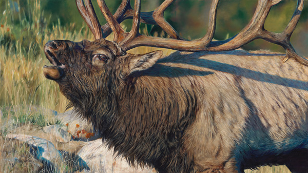 Val Warner, Wapiti Power, oil, 28 x 50.