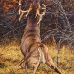 Ryan Kirby, Deer Scrape Line, oil, 36 x 24.